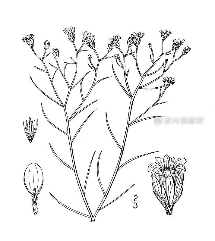 古植物学植物插图:Amphiachyris dracunculoides, Amphiachyris